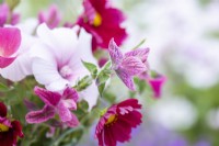 Bouquet containing Salvia viridis - Clary Sage, Cosmos 'Rubenza', Eschscholzia californica 'Carmine King', Nigella seed pods and Lavatera 'Dwarf Pink Blush'