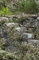 Erigeron karvinskianus - Mexican fleabane over stone steps