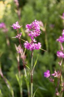 Silene chungtienensis, spring May