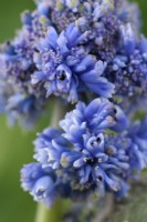 Muscari armeniacum  'Fantasy Creation'  Double flowered Grape hyacinth  Young flower heads partially open  April
