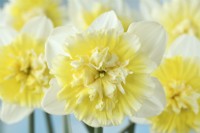 Narcissus  'Ice King'  Daffodil  Div 4  Double  March
