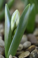 Ornithogalum oligophyllum  Dwarf Star of Bethlehem  Syn.  Ornithogalum balansae  Flower buds emerging through gravel  February
