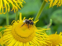 Bombus flavifrons Bumblebee feeding on Inula helenium Elecampane flowers  June