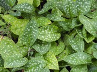 Pulmonaria 'Nurnberg' leaves in late June