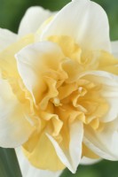 Narcissus  'Sweet Desire'  Daffodil  Div 4  Double  March
