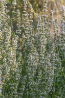 Nepeta nuda 'Anne's Choice' flowering in Summer - July