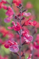 Salvia x  jamensis 'Flammenn' flowering in Summer - July