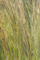 Stipa tenuissima 'Wind Whispers' in Summer - July