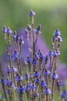 Verbena macdougalii 'Lavender Spires' flowering in Summer - July