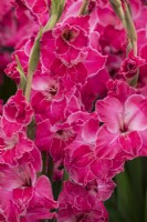 Gladiolus 'Fairytale Pink'