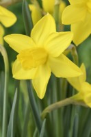 Narcissus  'Sweetness'  Daffodil  Div 7 Jonquilla  March
