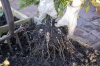 Cleaning up Dahlia tubers for storage