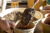 Filling a pot with free draining compost mix with plenty of grit