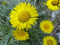 Berkheya setifera in flower early July 