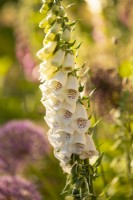 A close-up of Digitalis 'Camelot Cream' in a border at the White House.