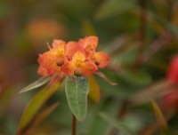 A close-up of Euphorbia griffithii 'Fireglow'