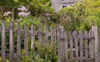A rustic wooden fence in front of  flower filled herbaceous borders surrounding steps up to the White House, a cottage garden in Countersett, Yorkshire