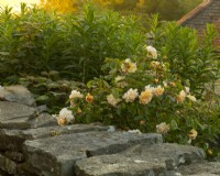 Rosa 'Buff Beauty' growing over a stone wall at sunrise at the White House.