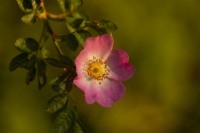A close-up of Rosa glauca, a single pink rose