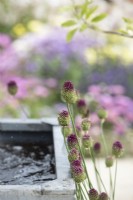 Allium sphaerocephalon - Round-headed leek and Lavender in #knollingwithdaisies garden at RHS Hampton court flower show 2022 - Designed by Sue Kent