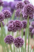 Allium ampeloprasum 'Purple Mystery' - Ornamental onion