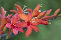 Crocosmia 'Orange Devil' flowering in Summer - July