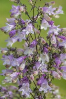 Penstemon digitalis 'Dakota Burgundy' flowering in Summer - July