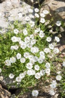 Silene uniflora Weisskehlchen, summer August