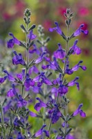 Salvia lycioides flowering in Summer - July