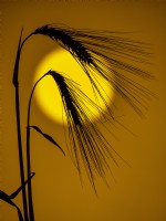 Hordeum vulgare - Barley at sunset
