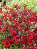 Salvia greggii Balmircher Mirage Cherry Red, autumn September
