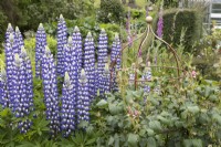 Lupins The Governor grow next to Rosa Scepter'd Isle. Lewis Cottage, NGS Devon garden. Spring.