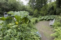 A wooden bench besides yellow water iris, Iris pseudacorus, butterbur, petasites hybridus and giant rhubarab, Gunnera manicata. Lewis Cottage, NGS Devon garden. Spring.