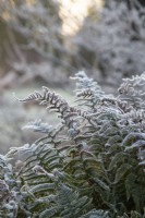 Dryopteris wallichiana - alpine wood fern - January