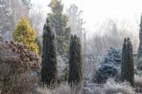 Hydrangea paniculata 'Limelight', Pinus contorta 'Chief Joseph' and Thuja occidentalis 'Degroot's Spire' in winter frost - January

Foggy Bottom, The Bressingham Gardens, Norfolk, designed by Adrian Bloom. 