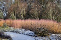 Cornus sanguinea 'Midwinter Fire' with Erica carnea and Betula utilis var. jacquemontii 'Silver Ghost' - January

Winter Garden at The Bressingham Gardens, Norfolk, designed by Adrian Bloom.