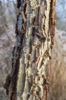 Betula davurica - Asian black birch - January