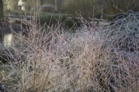 Cornus sanguinea 'Midwinter Fire' - dogwood - January