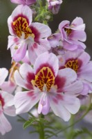 Schizanthus wisetonensis Poor Mans Orchid_