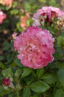 Rosa 'Augusta Luise' rose