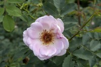 Rosa 'Fruhlingsduft' rose