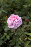 Rosa 'The Mayflower' rose