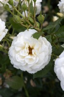 Rosa 'Perla Bianca' rose