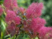 Cotinus 'Grace' - smoke bush feathery seed heads