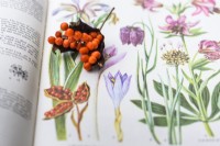 Seedpod of Iris foetidissima beside its illustration on the page of a wild flower book