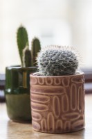 Two small ceramic pots of cacti on a windowsill including Mammillaria hahniana.