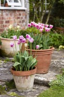 Tulipa 'Cummins' in April in pots on a terrace