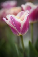 Tulipa 'Cummins' in April.