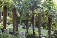 Trachycarpus fortunei amongst headstones in St Just in Roseland churchyard, Cornwall in spring