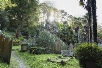 Trachycarpus fortunei amongst headstones in St Just in Roseland churchyard, Cornwall in spring
